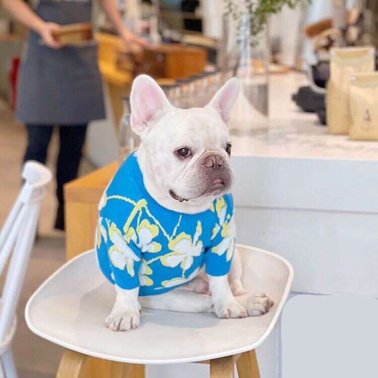 Dog Blue Flower Pullover Sweater for small medium dogs by Frenchiely 01