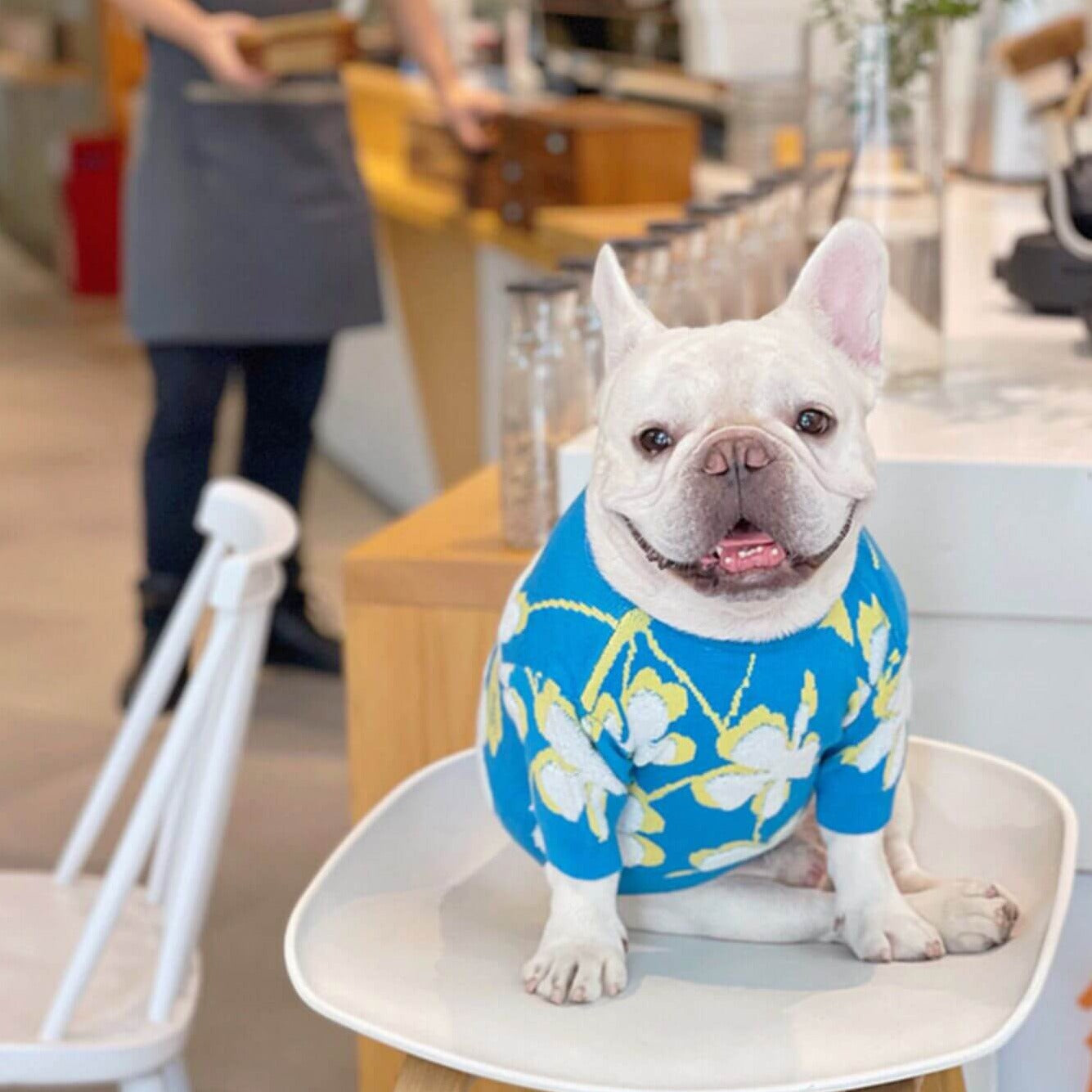 Dog Blue Flower Pullover Sweater for small medium dogs by Frenchiely 01