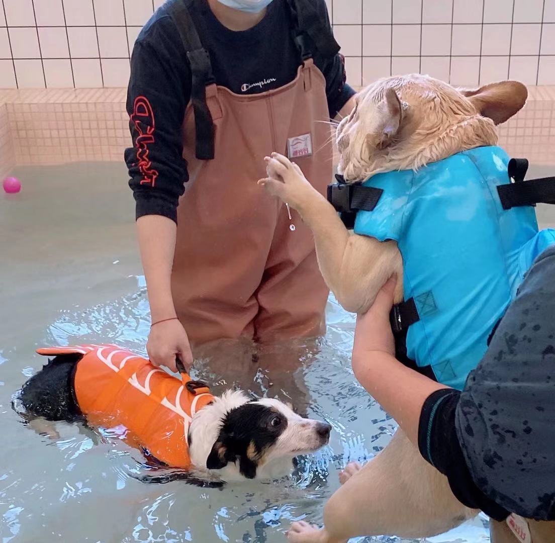dog life vest jacket with shark fin - Frenchiely