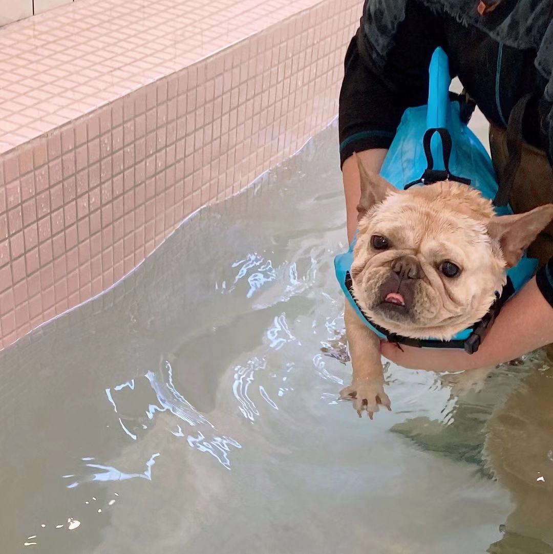 dog life vest jacket with shark fin - Frenchiely