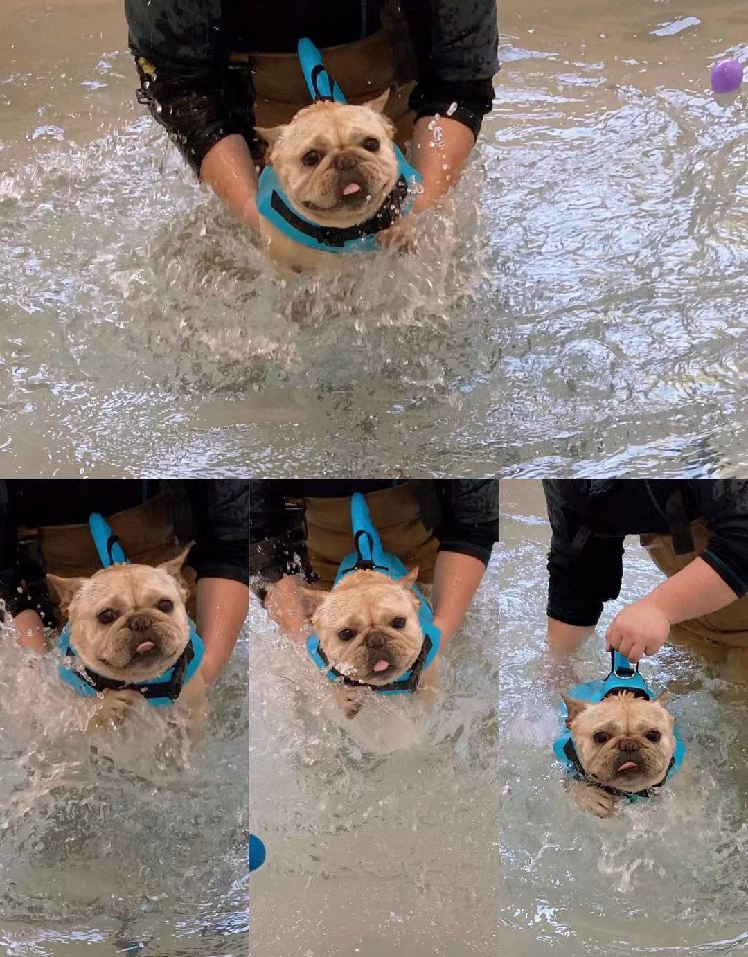 dog life vest jacket with shark fin - Frenchiely
