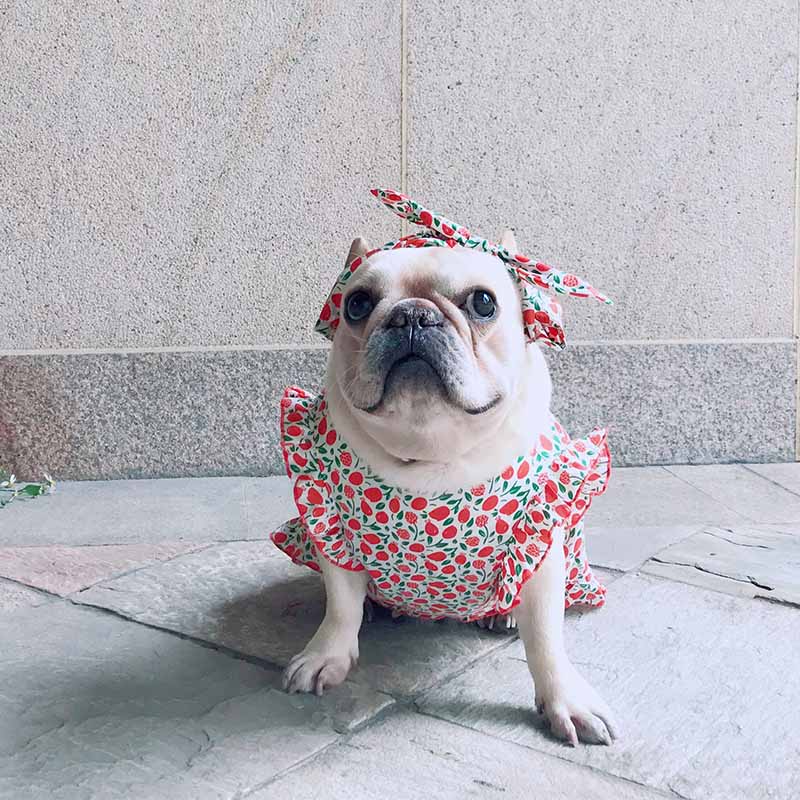 dog retro strawberry dress with headband - Frenchiely