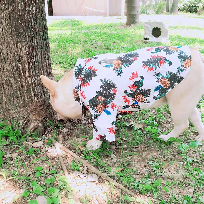 White Hawaiian shirts for French Bulldog - Frenchiely