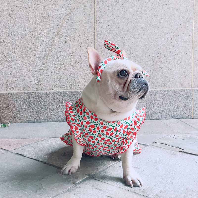 dog retro strawberry dress with headband - Frenchiely