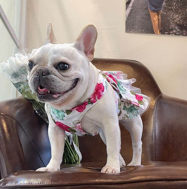 Red Floral Dress Frenchielydogsummerfloralflowerdressforfrenchbulldogs01_14