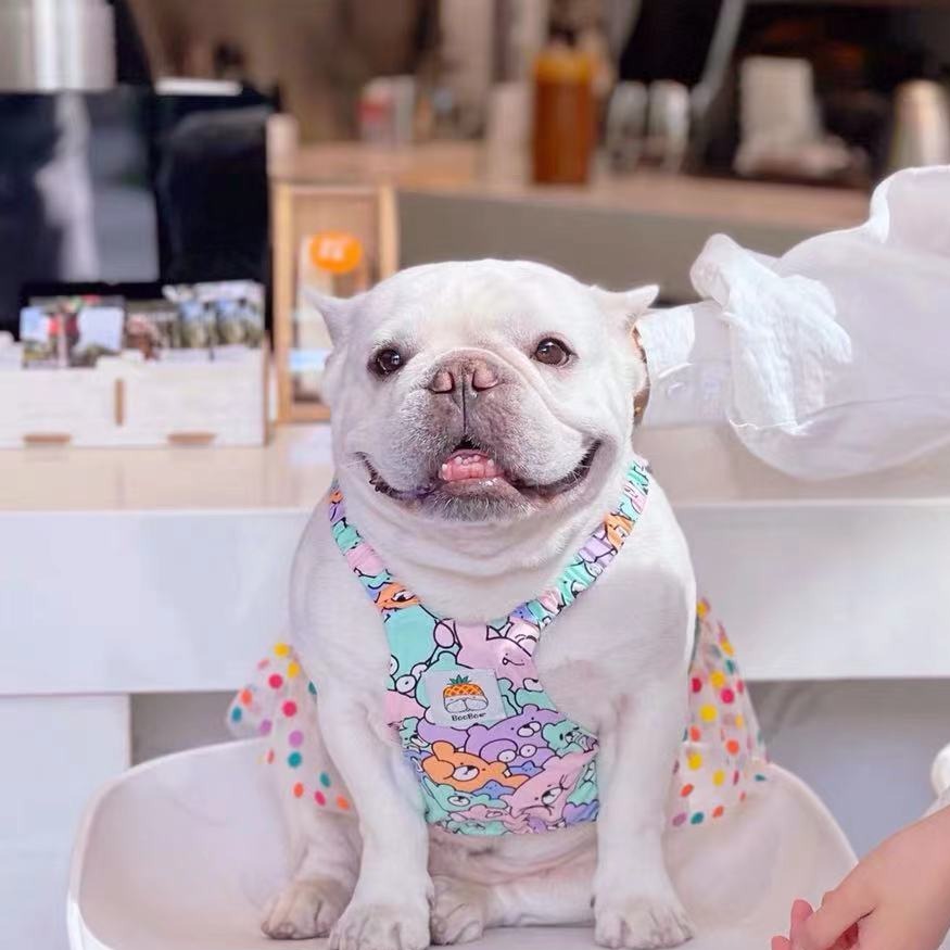 Dog Lace Polka Summer Dress for french bulldogs 01