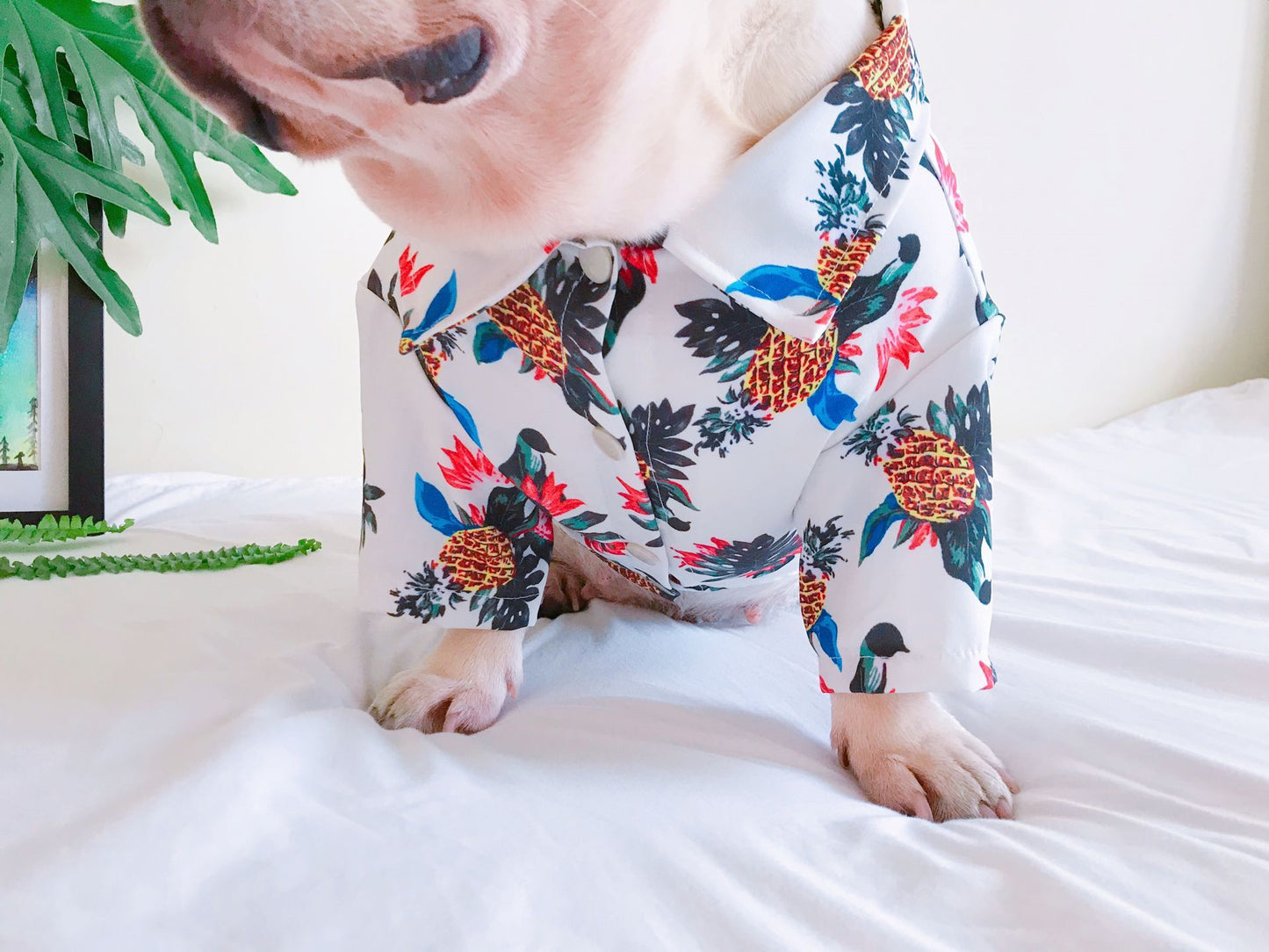 White Hawaiian shirts for French Bulldog - Frenchiely