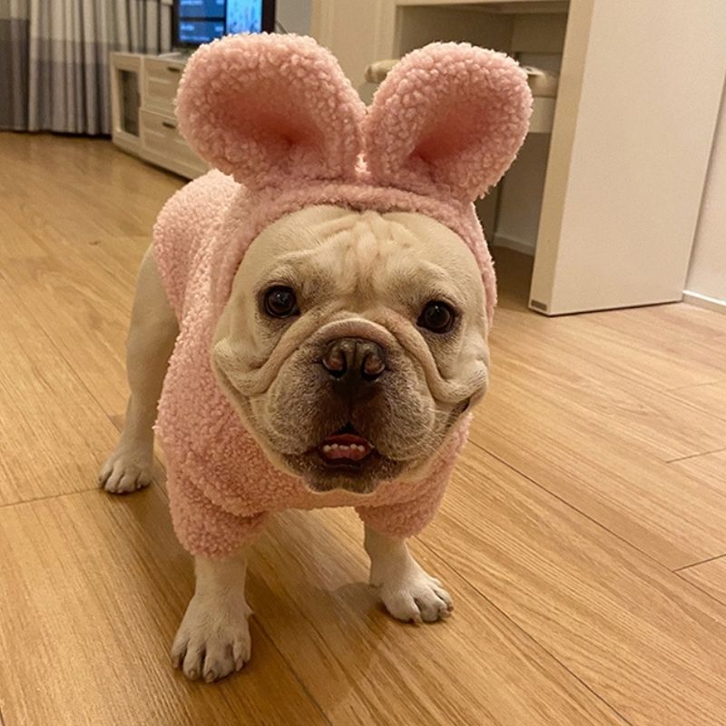 Dog Bunny Hoodie Coat for French Bulldogs by Frenchiely