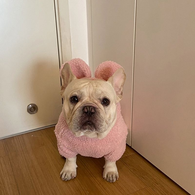 Dog Bunny Hoodie Coat for French Bulldogs by Frenchiely