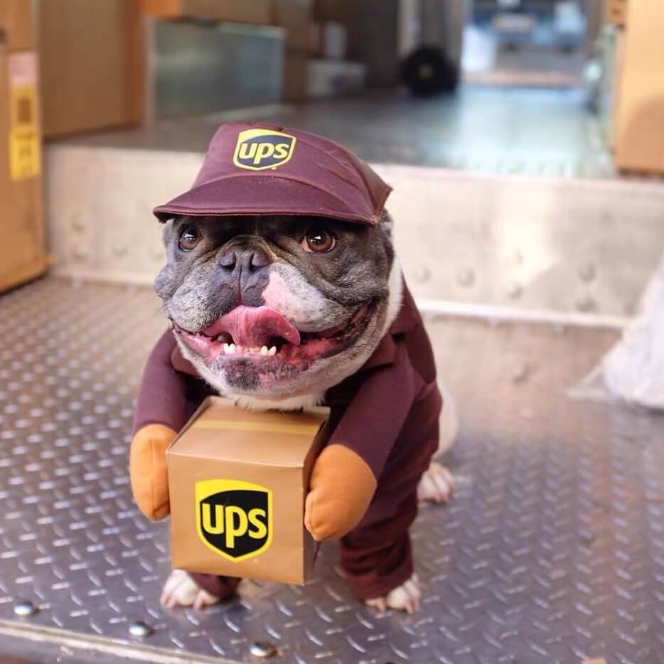 Dog USPS UPS Costume for Small Medium Dogs- Frenchiely