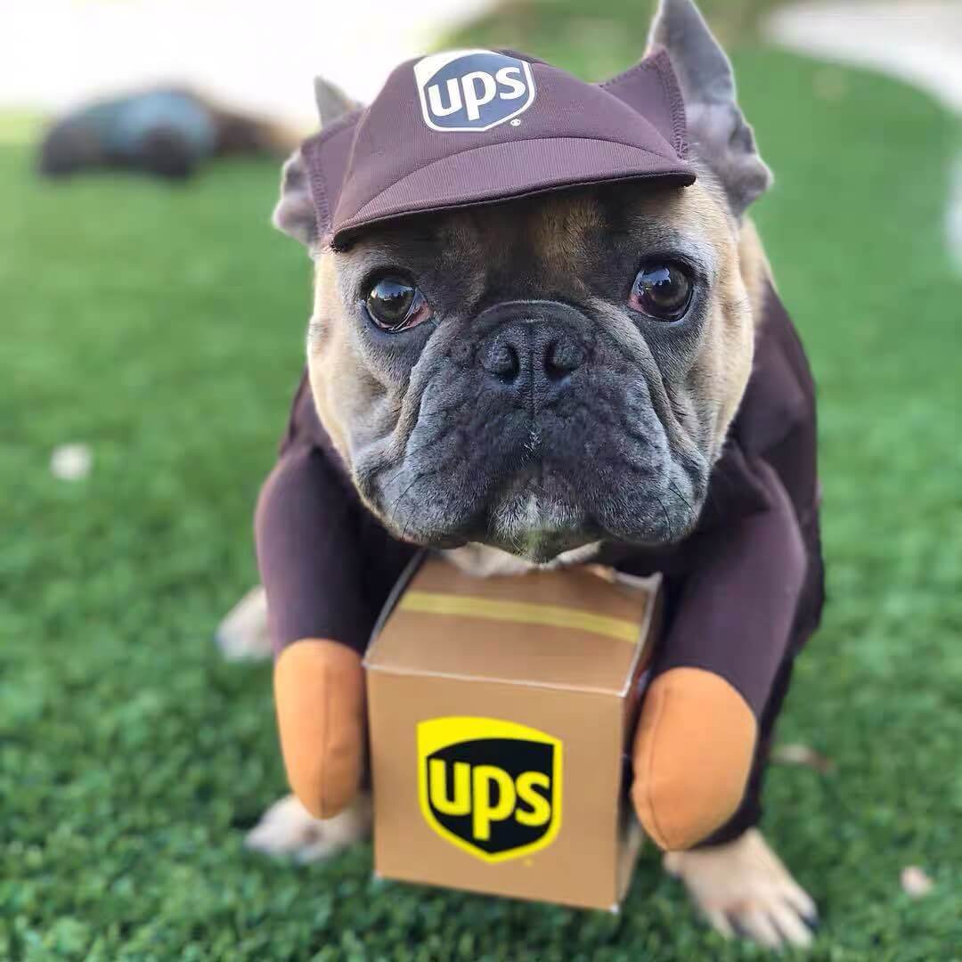 Dog USPS UPS Costume for Small Medium Dogs- Frenchiely