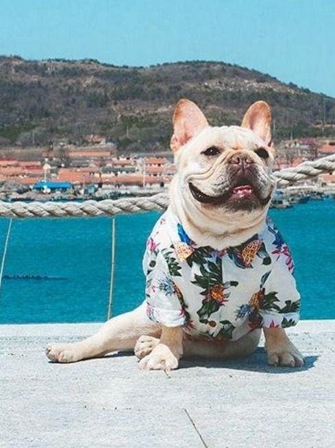 White Hawaiian shirts - Frenchiely