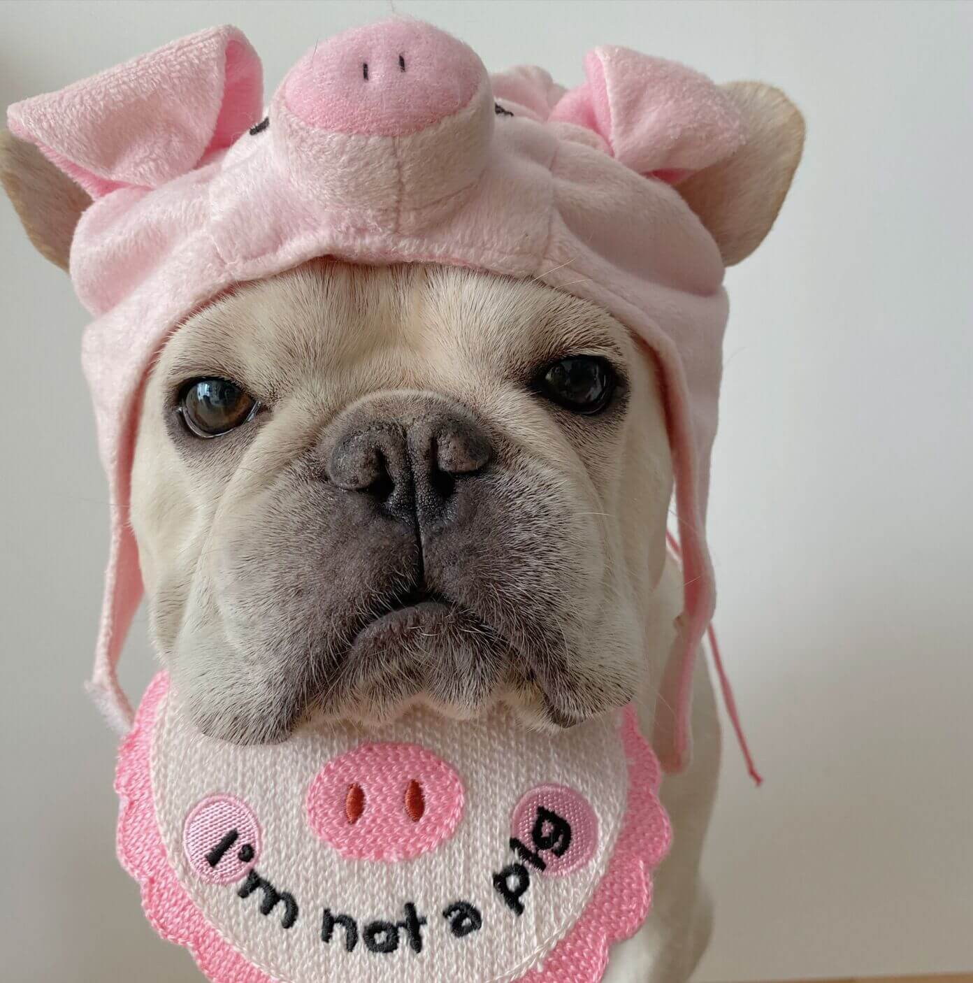 piggy bibs for french bulldogs