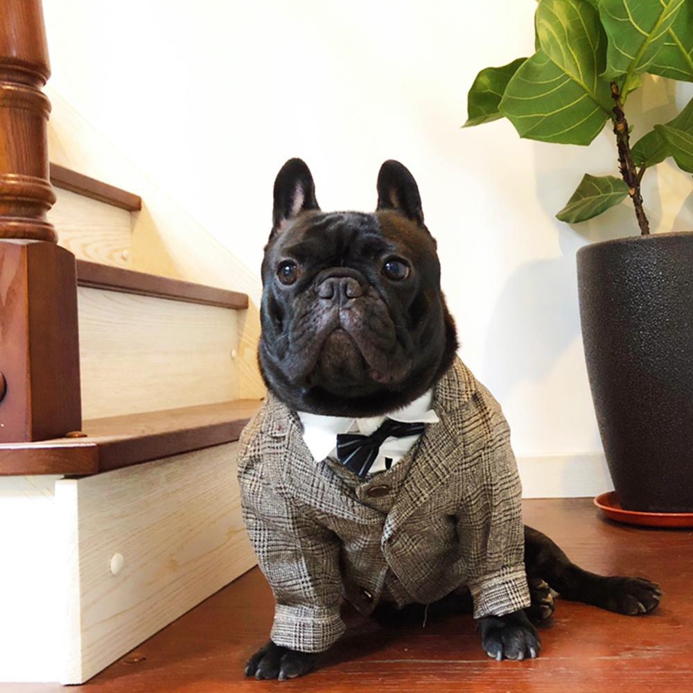 Dog Khaki Formal Suit Coat for French Bulldogs Dogs in Tuxedos