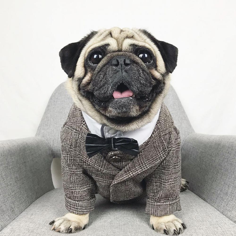 Dog Khaki Formal Suit Coat for French Bulldogs - Frenchiely