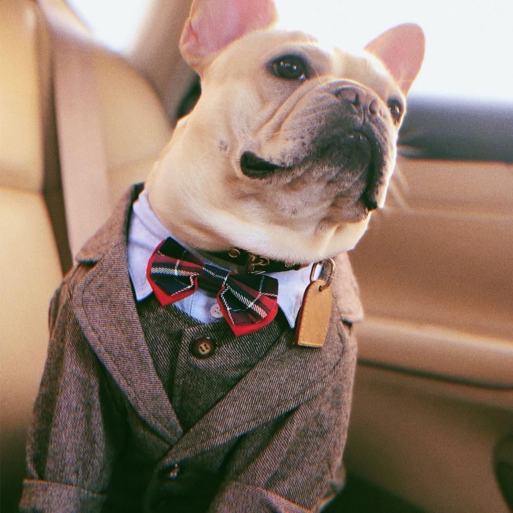 Dog Khaki Formal Suit Coat for French Bulldogs - Frenchiely