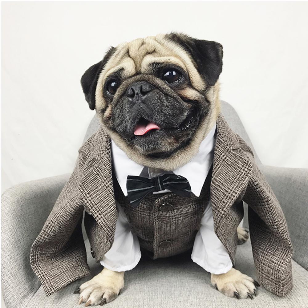 Dog Khaki Formal Suit Coat for French Bulldogs - Frenchiely