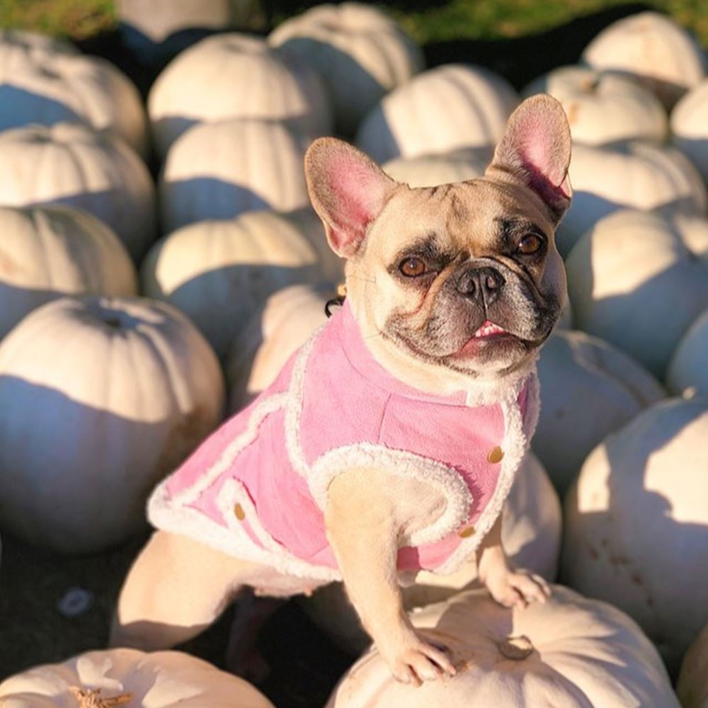 Dog Suede Vest Coat for French Bulldog - Frenchiely