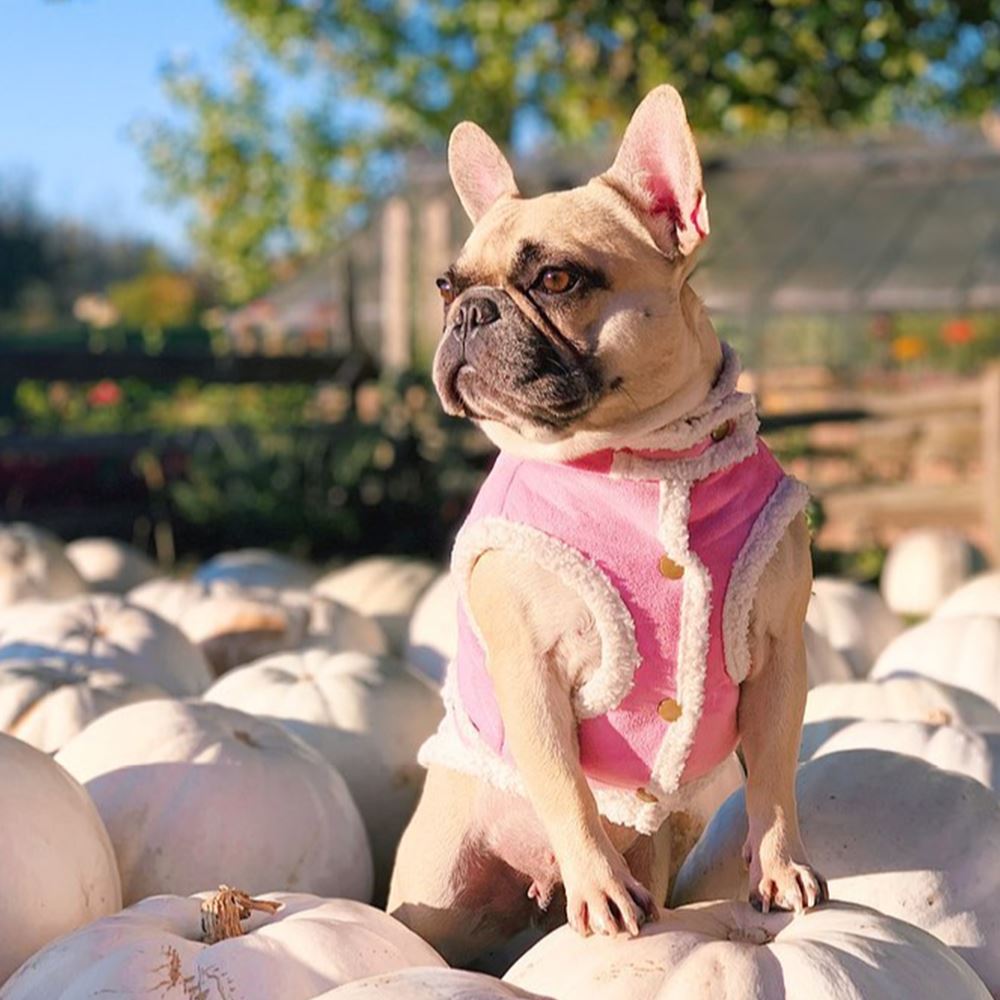 Dog Suede Vest Coat for French Bulldog - Frenchiely