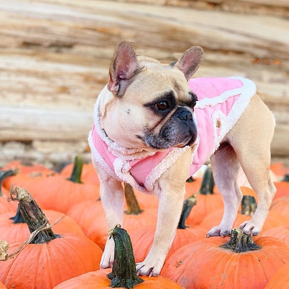 Dog Suede Vest Coat for French Bulldog - Frenchiely