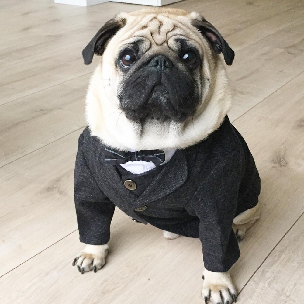 Black French Bulldog Wedding Outfit Coat - Frenchiely