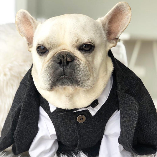 Black French Bulldog Wedding Outfit Coat - Frenchiely