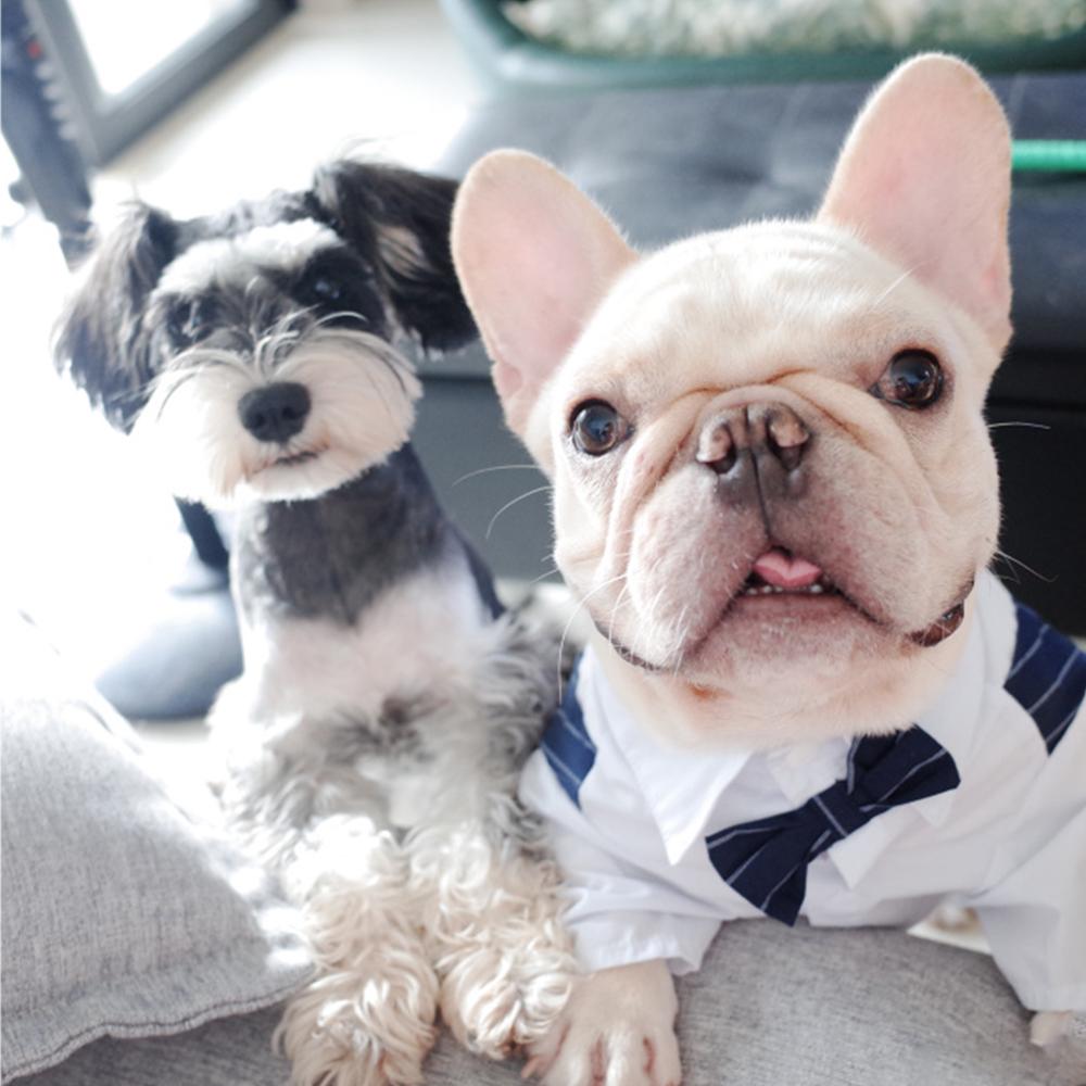 Dog Faux Two-Piece Wedding Suit with Necktie for French Bulldog - Frenchiely