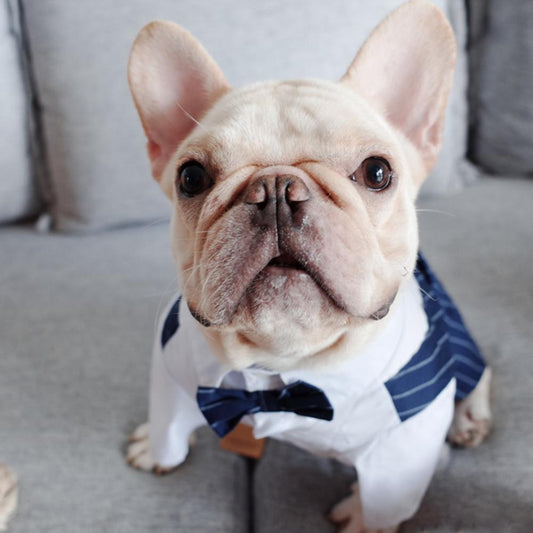Dog Faux Two-Piece Wedding Suit with Necktie for French Bulldog - Frenchiely
