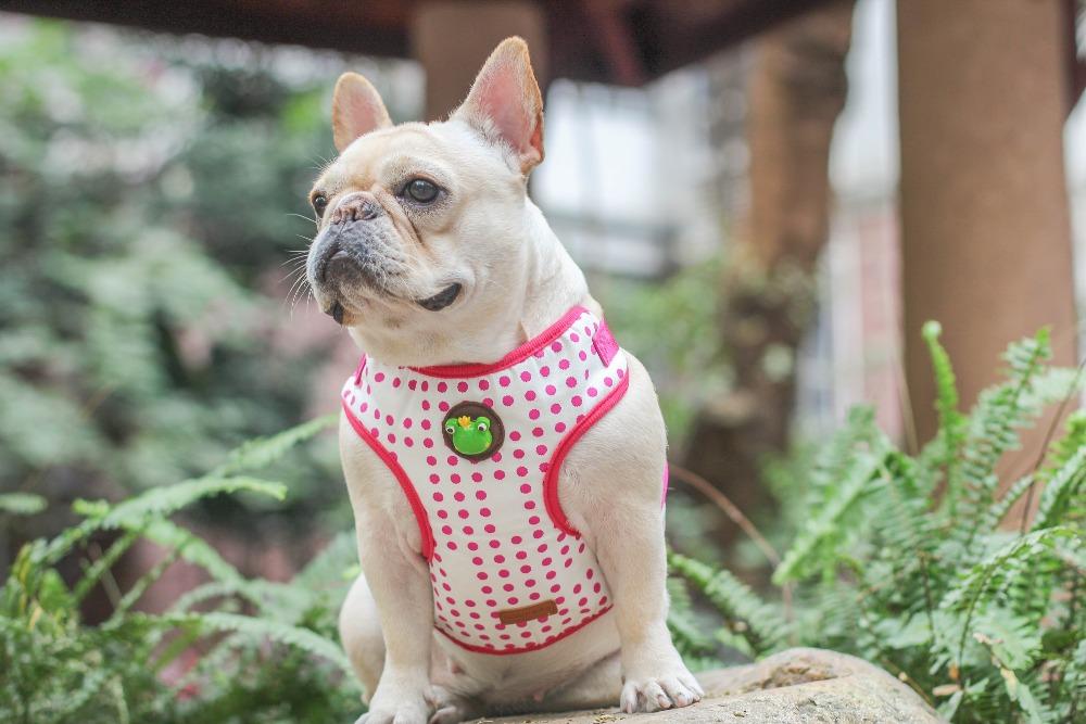 pink soft dog harness for french bulldog - Frenchiely