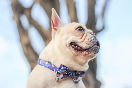 Dog Unicorn Collar with Bow Tie for Medium Dogs - Frenchiely