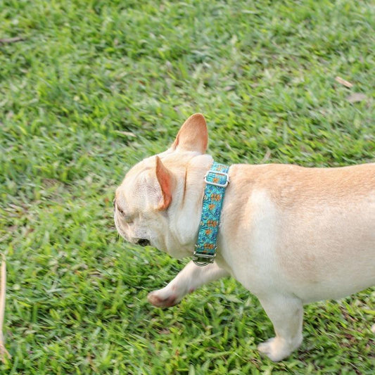 Unique Dog Collar for Small Dogs - Frenchiely