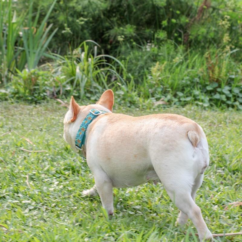 Unique Dog Collar for Small Dogs - Frenchiely