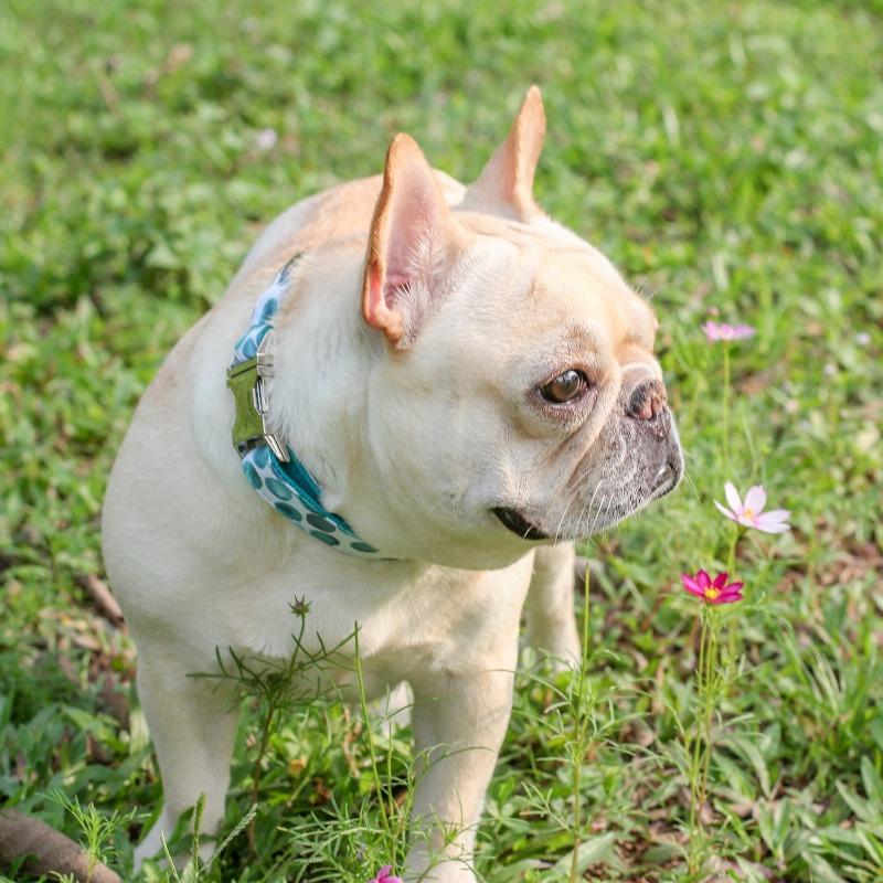 Light Blue Bubble Dog Collar for Small Dogs - Frenchiely