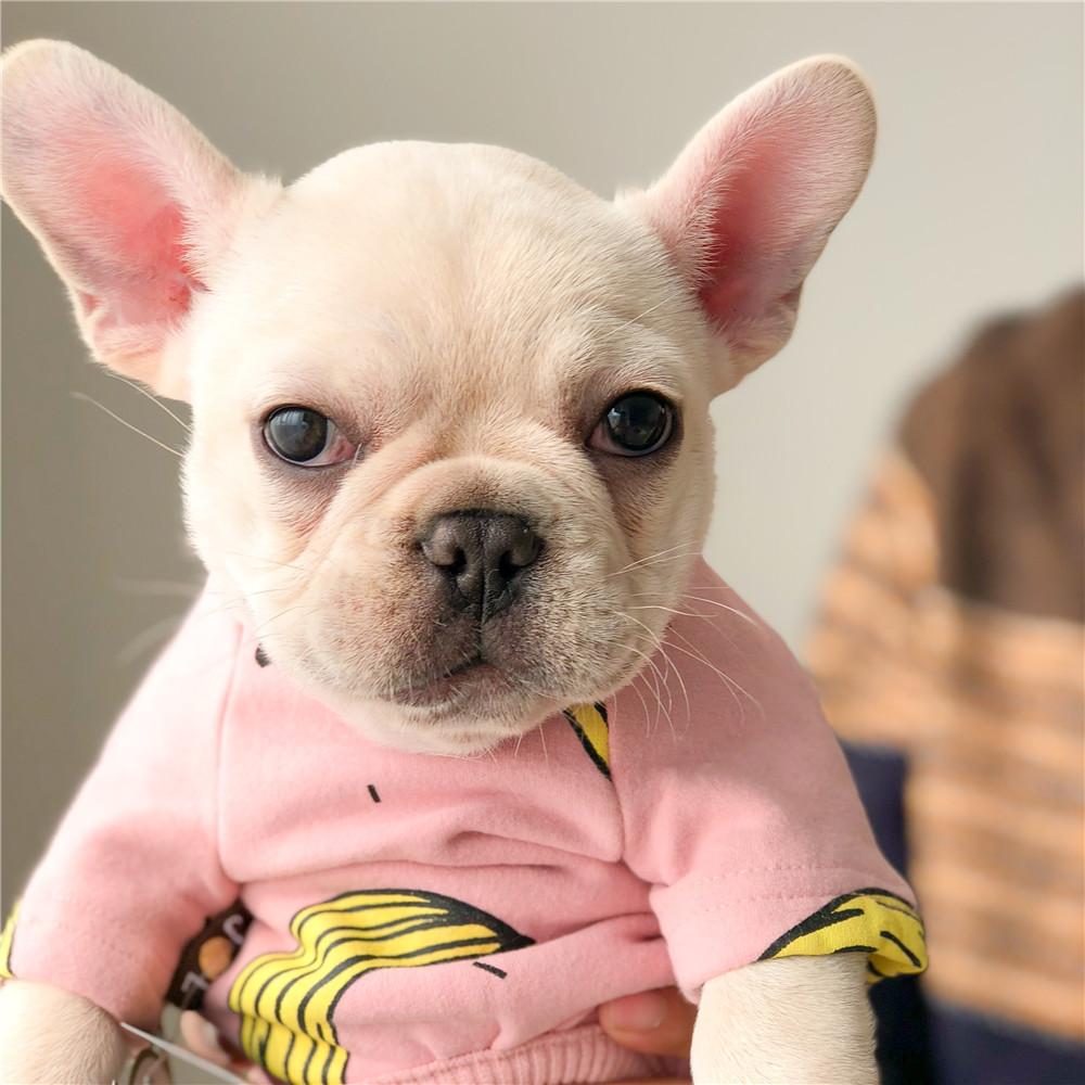 French Bulldog Puppies Onesie Pajamas - Frenchiely