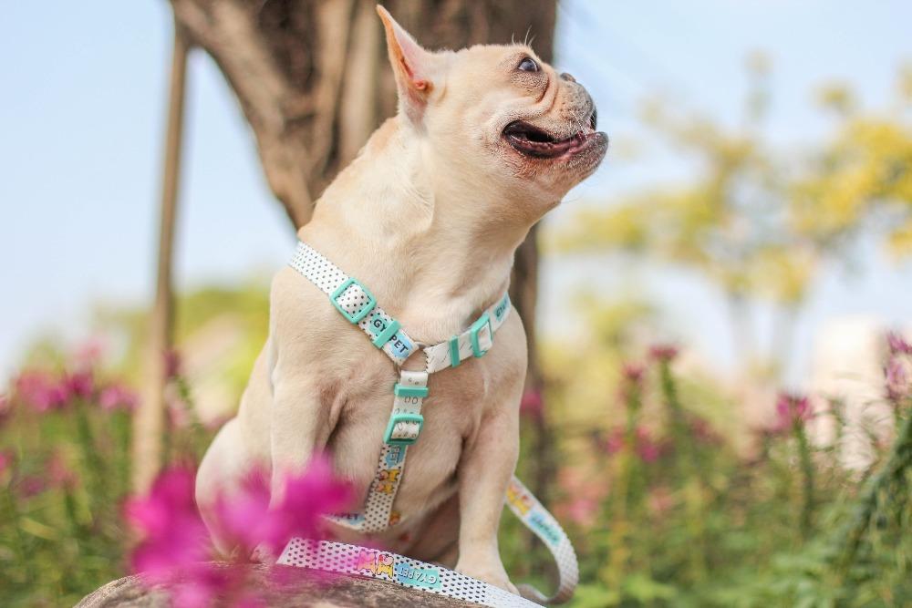 French Bulldog & Pug Harness- Rain Drops - Frenchiely