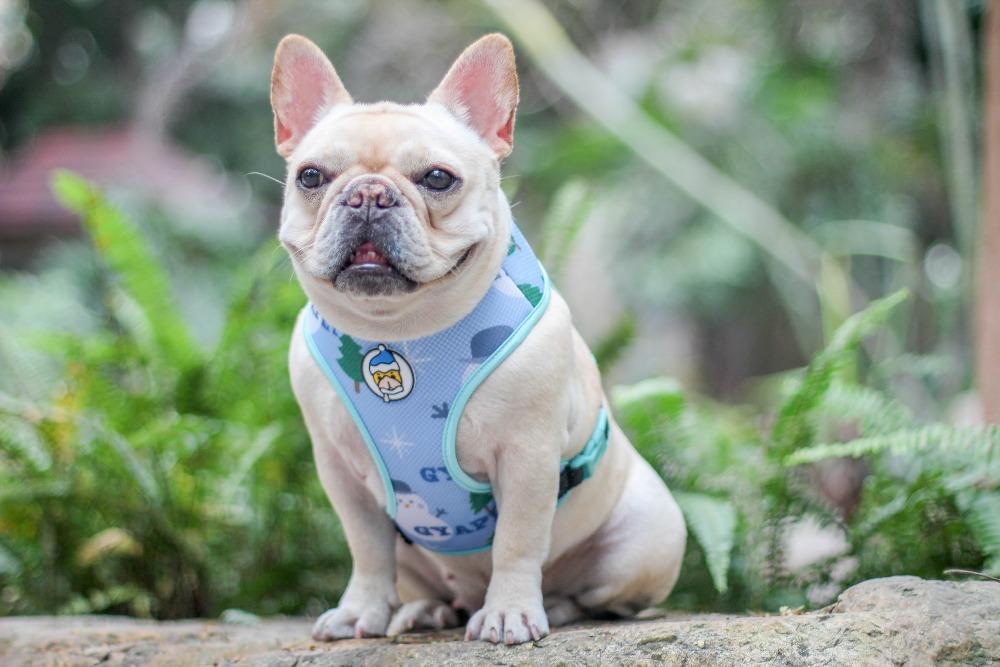 Dog Christmas Vest for Medium Dogs Bulldog Collars and Harnesses