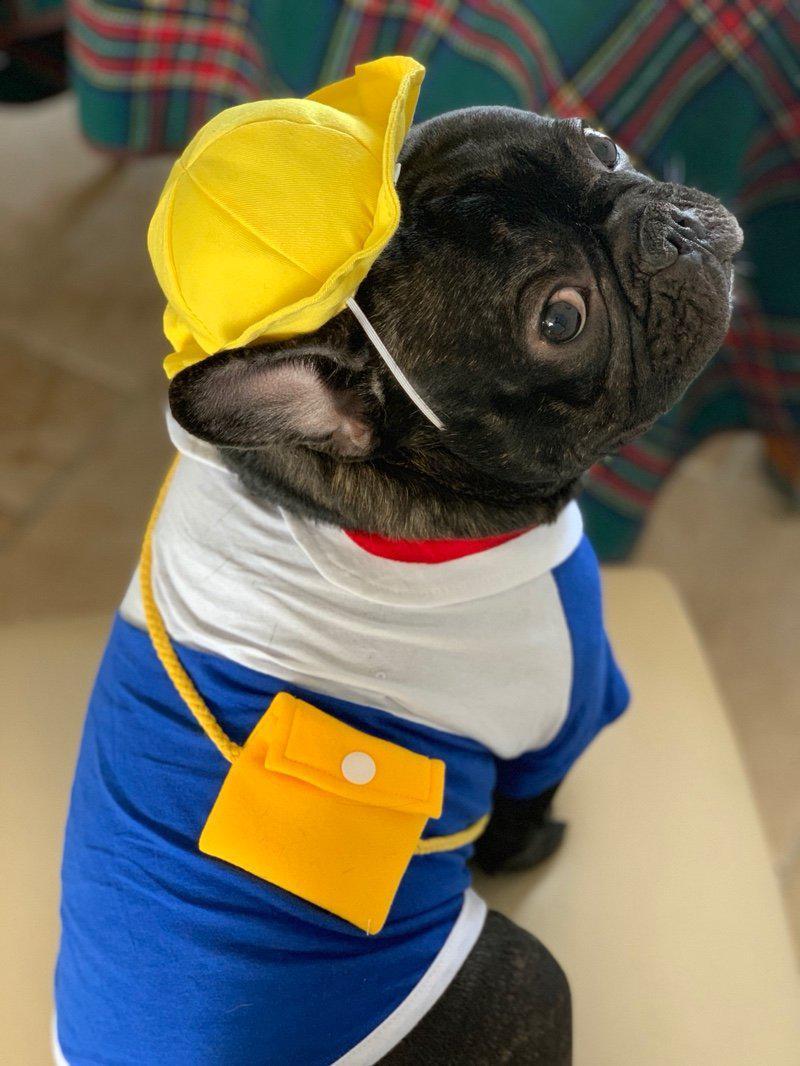 Dog Yellow Hat with Flexible String for Medium Dogs - Frenchiely