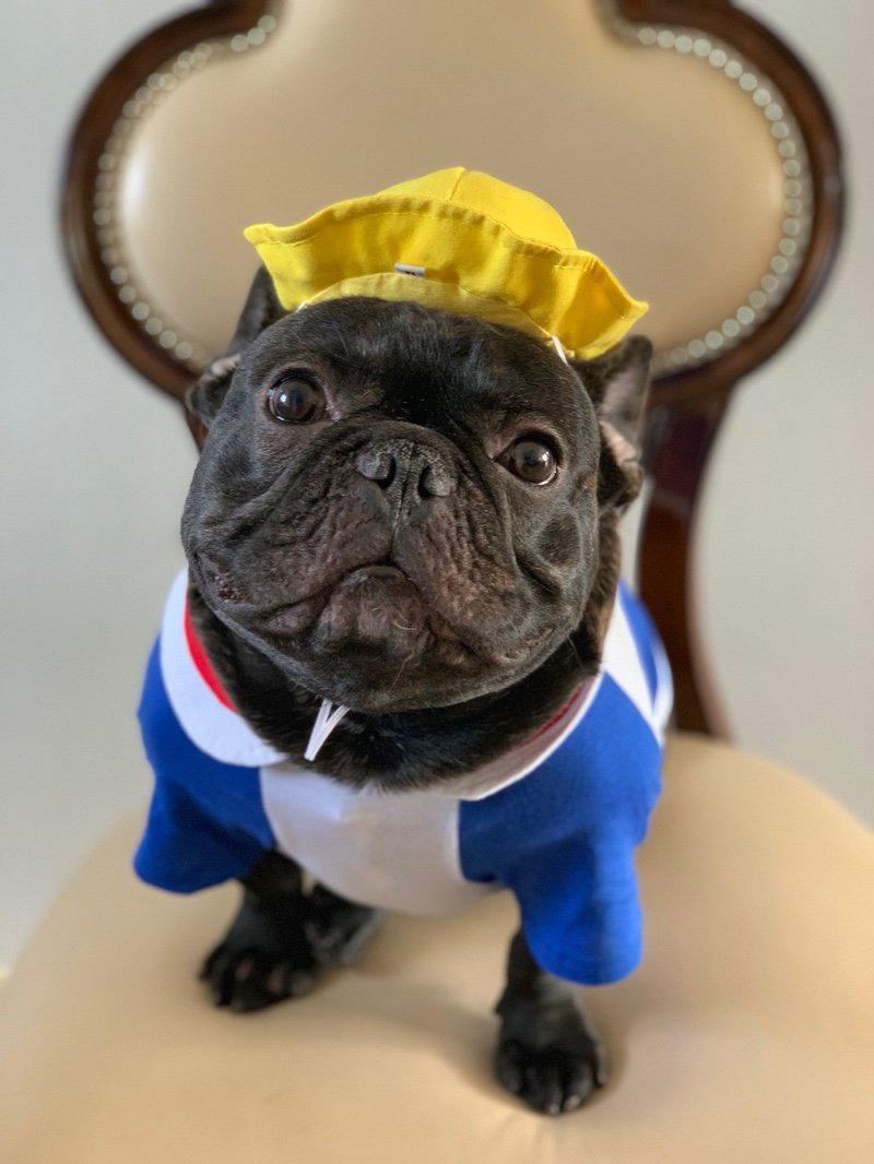 Dog Yellow Hat with Flexible String for Medium Dogs - Frenchiely