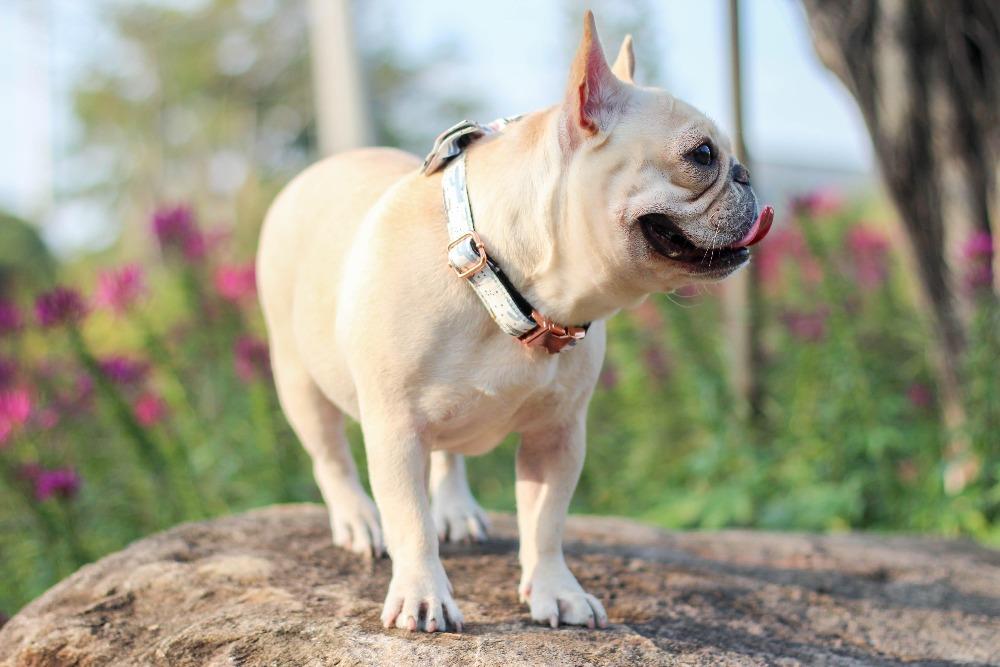 Cactus Dog Collar Bow tie fore French Bulldogs - Frenchiely