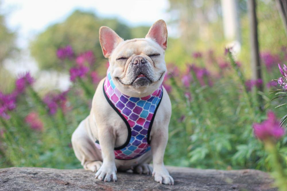 french bulldog mermaid harness vest mesh - Frenchiely