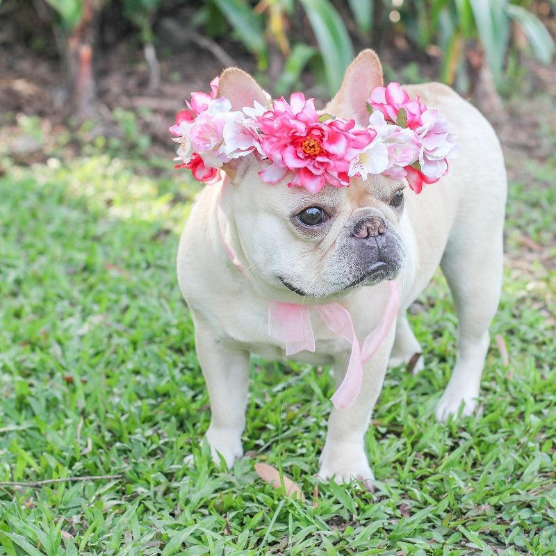 Dog Wedding Garland for Medium Dogs - Frenchiely