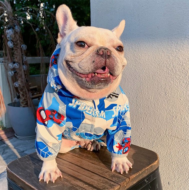 french bulldog raincoat