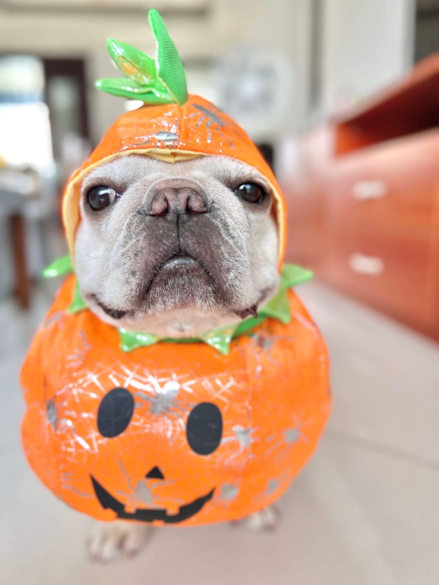 dog carrying pumpkin costume