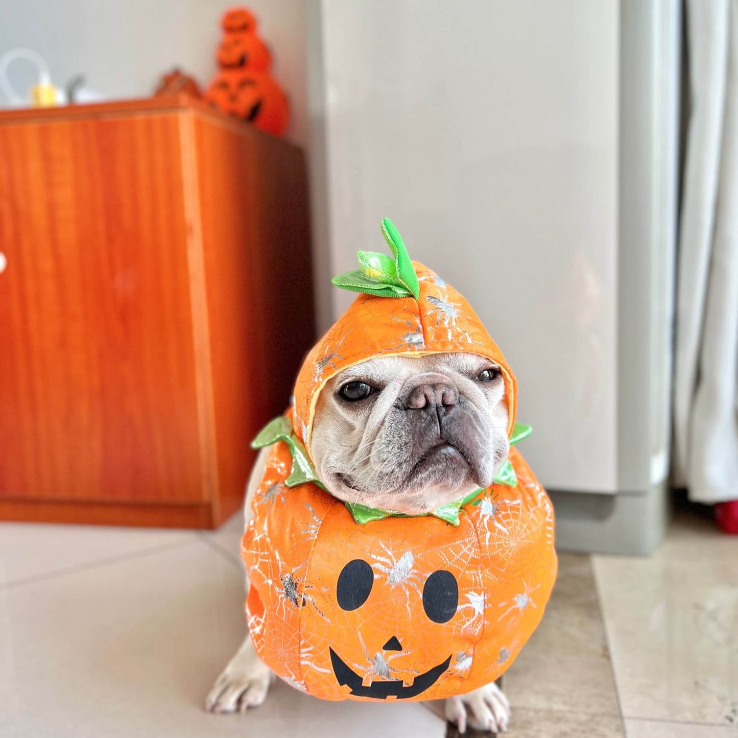 funny dog pumpkin costume