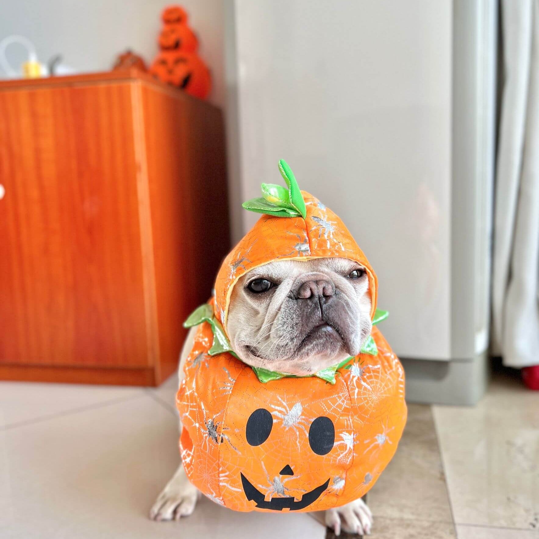 funny dog pumpkin costume