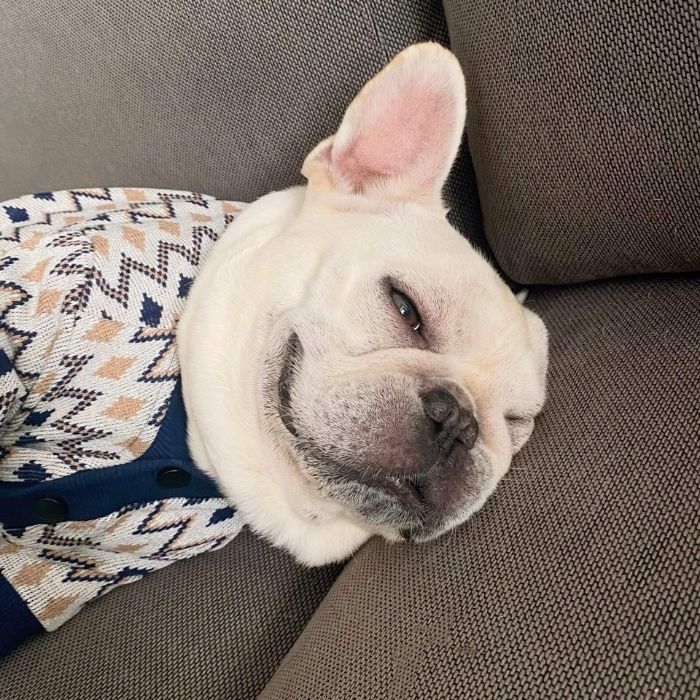 Dog Classic Stretchy Cardigan for Medium Large Dogs by Frenchiely