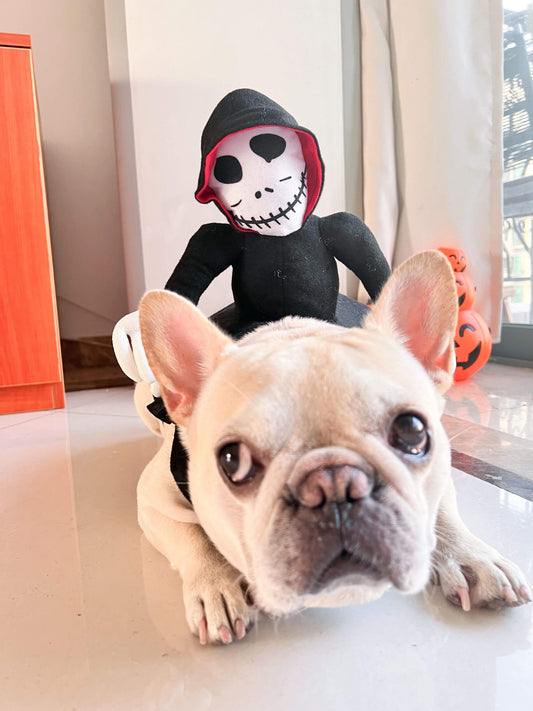 Skeleton Costume dogghostcostumehalloweenforsmallmediumdogsbyFrenchiely_3
