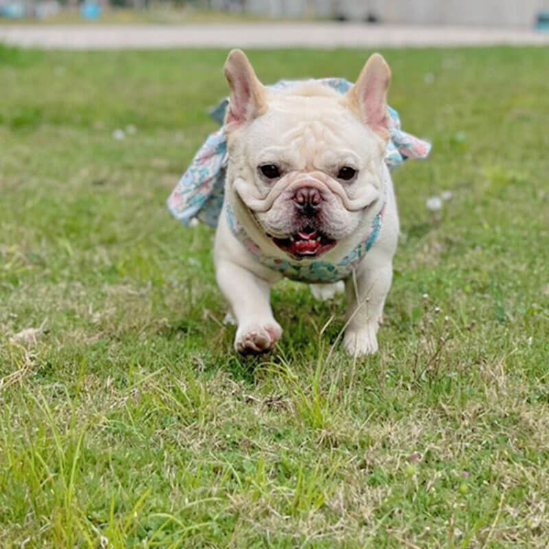 dog floral dress with harness leash by Frenchiely.com