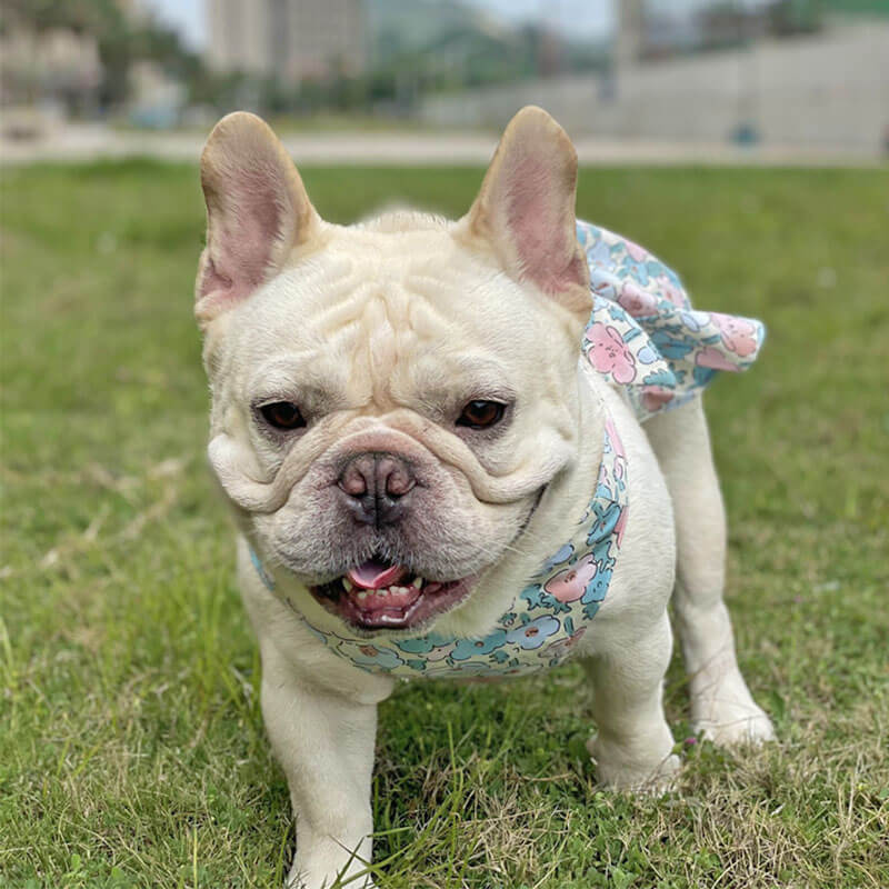 dog floral dress with harness leash by Frenchiely.com