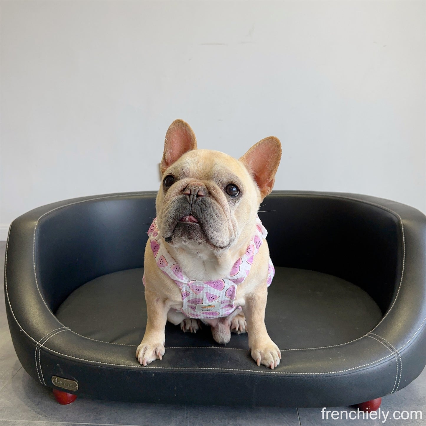 Dog Watermelon Dress for small medium dogs